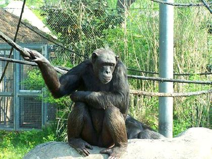 Chattanooga Zoo