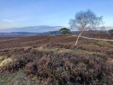 The Veluwe