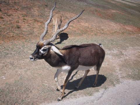 Fossil Rim Wildlife Center