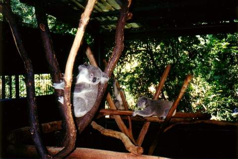 Lone Pine Koala Sanctuary