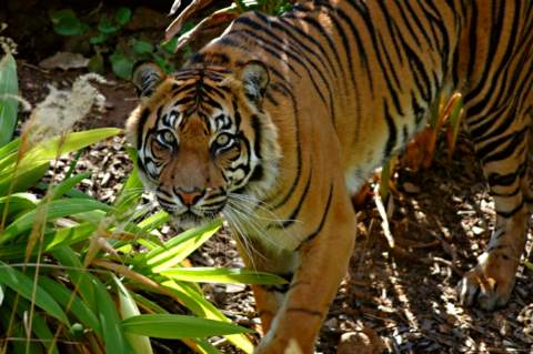 Adelaide Zoo