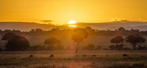 Maasai Mara