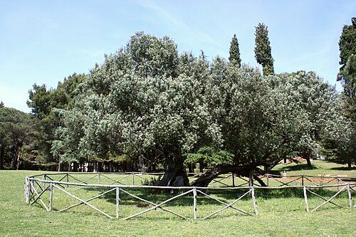A 1,600 year-old olive tree on Veli Brijun