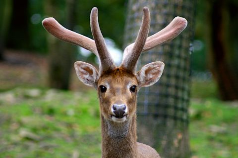 Knowsley Safari Park