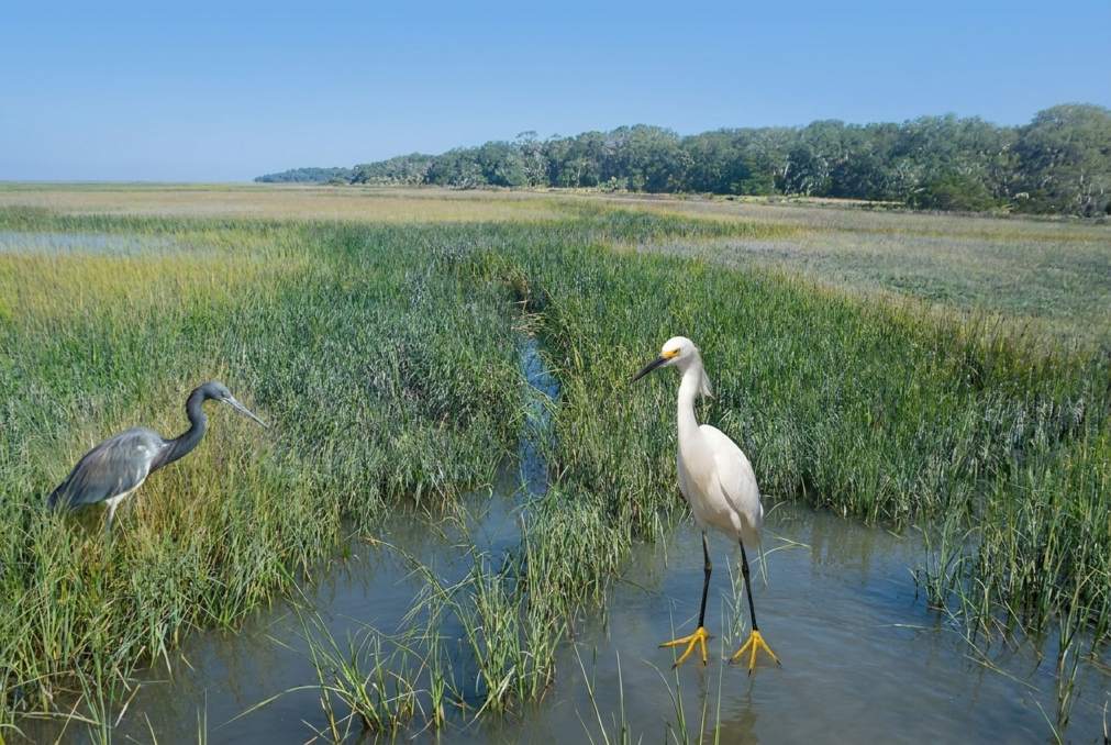 Wildtiere auf Cumberland Island
