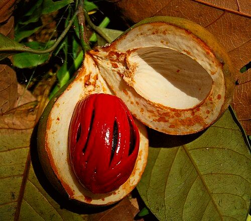 Opened nutmeg fruit, showing the seed and the red aril used for mace.