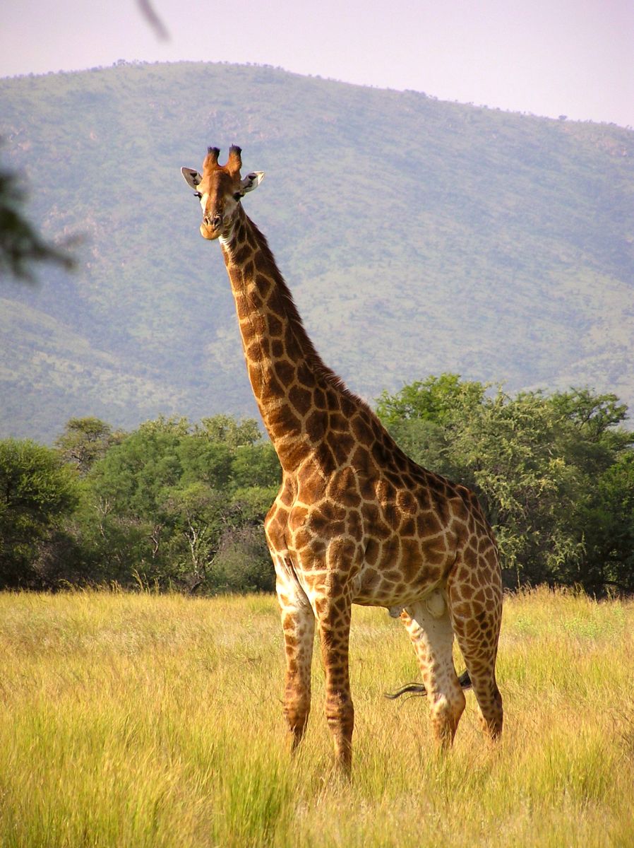 Botswana