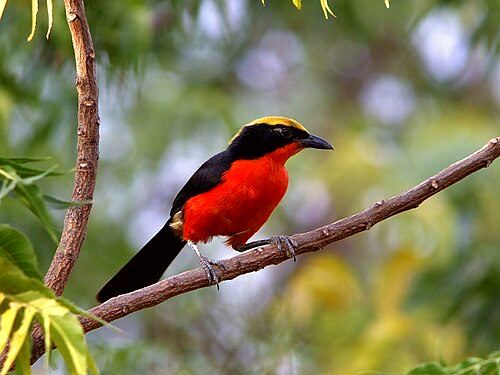 A yellow-crowned gonolek (Laniarius barbarus), photographed in the estuaries of the Saloum Delta National Park.