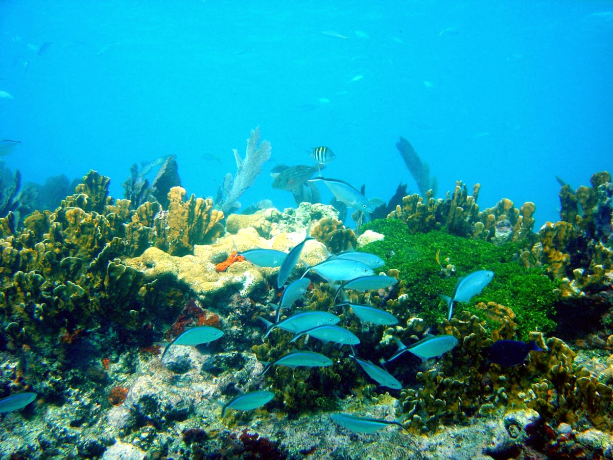 John Pennekamp Coral Reef State Park