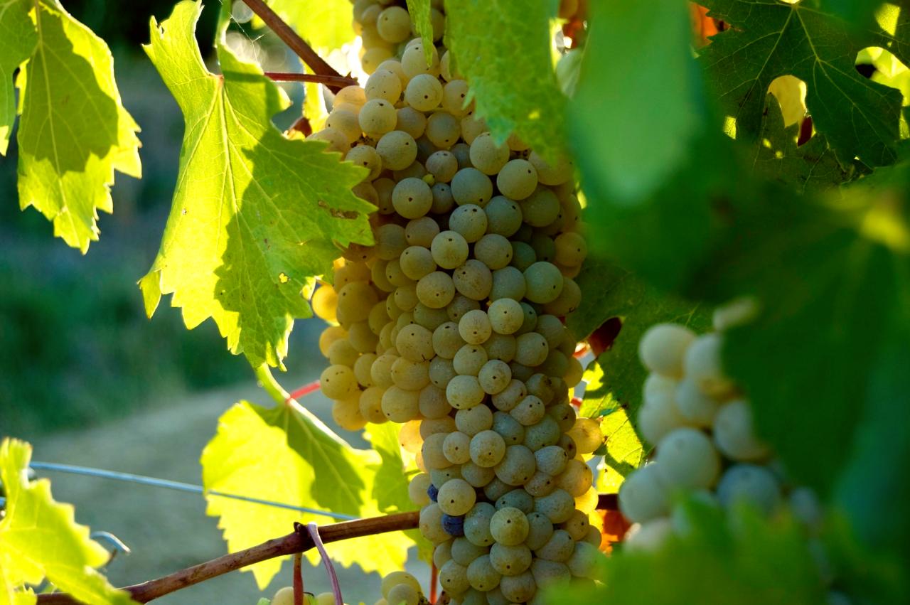 Lokales Essen und Trinken - Montefalco