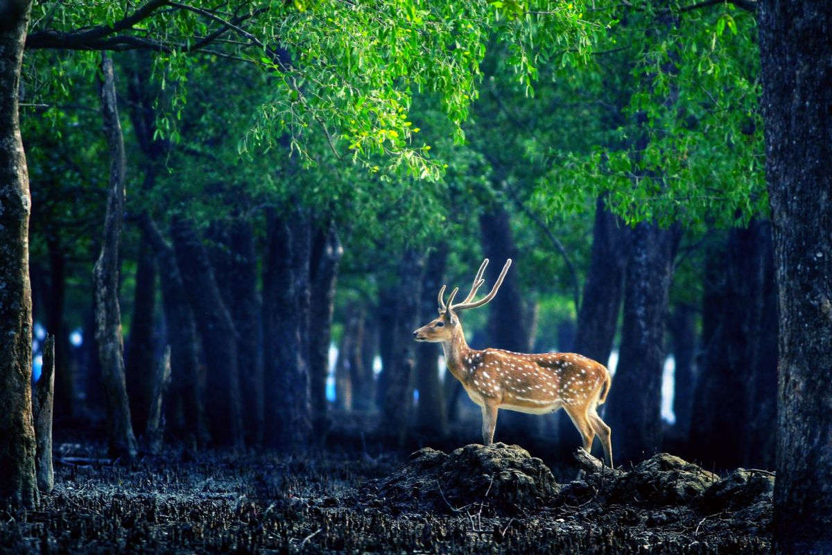 Bangladesh