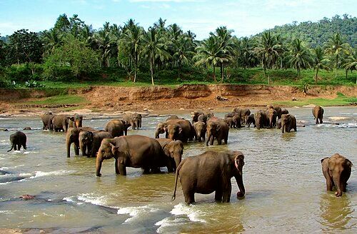 Herd of elephants at Pinnawala Elephant Orphanage