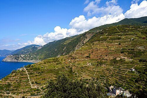 Vineyards in terraces above Manarola