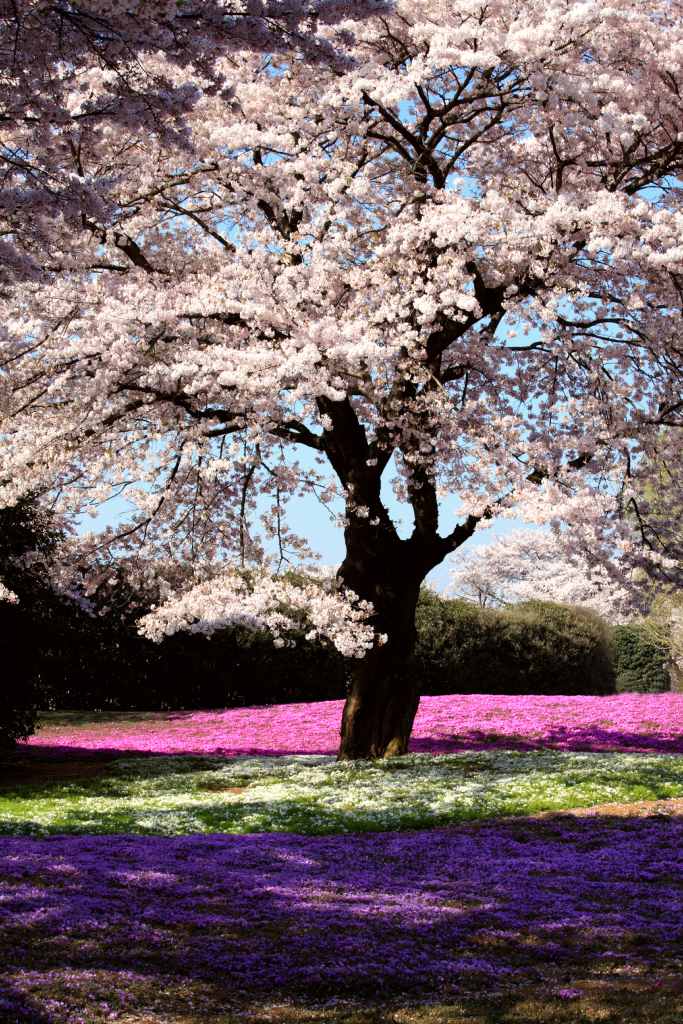 Lokales Essen und Trinken - Pingyao