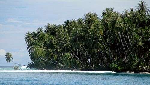 Coconut trees in Teluk Dalam