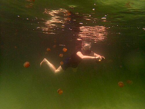 Snorkelling in the stingless jellyfish lake