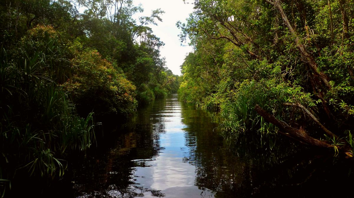 Tanjung Puting National Park