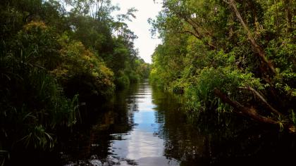 Tanjung Puting Nationalpark