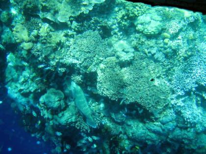 Bunaken