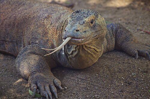 Komodo dragon