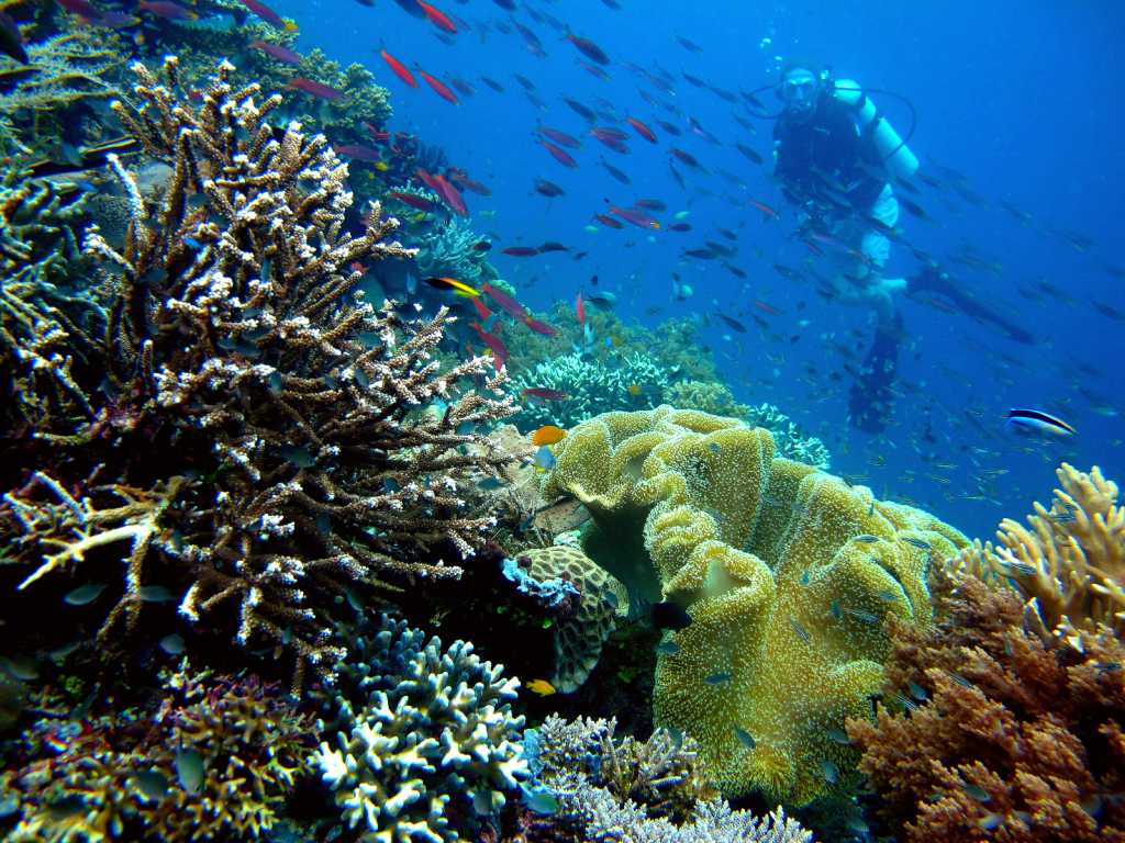 Coral reef off Piaynemo, an island in Misool District