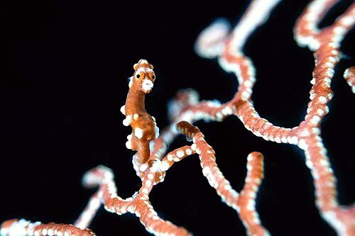 Denise's pygmy seahorse