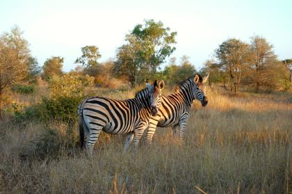 Kruger-Nationalpark