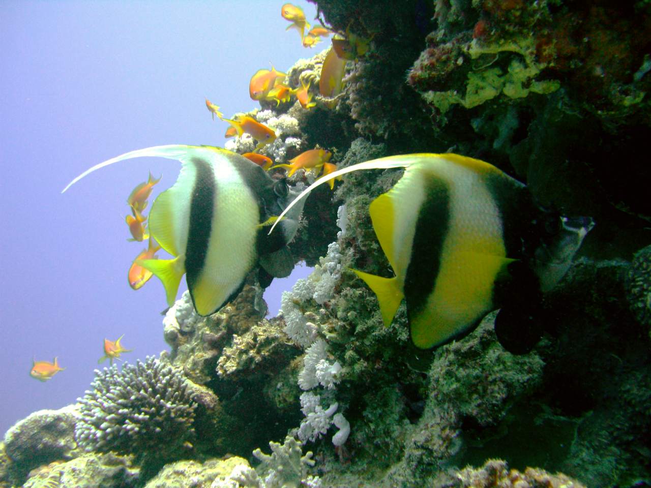 Dahab