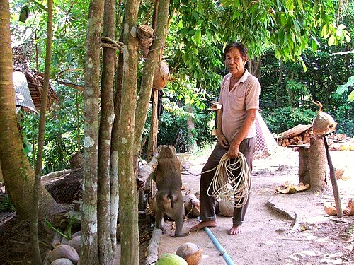 A monkey collecting a coconut