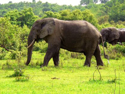 Mole Nationalpark