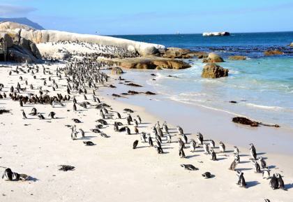 Boulders Beach