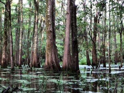 Black Bayou Lake National Wildlife Refuge