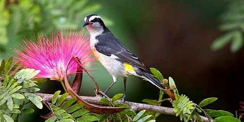 Bananaquit in North Andros
