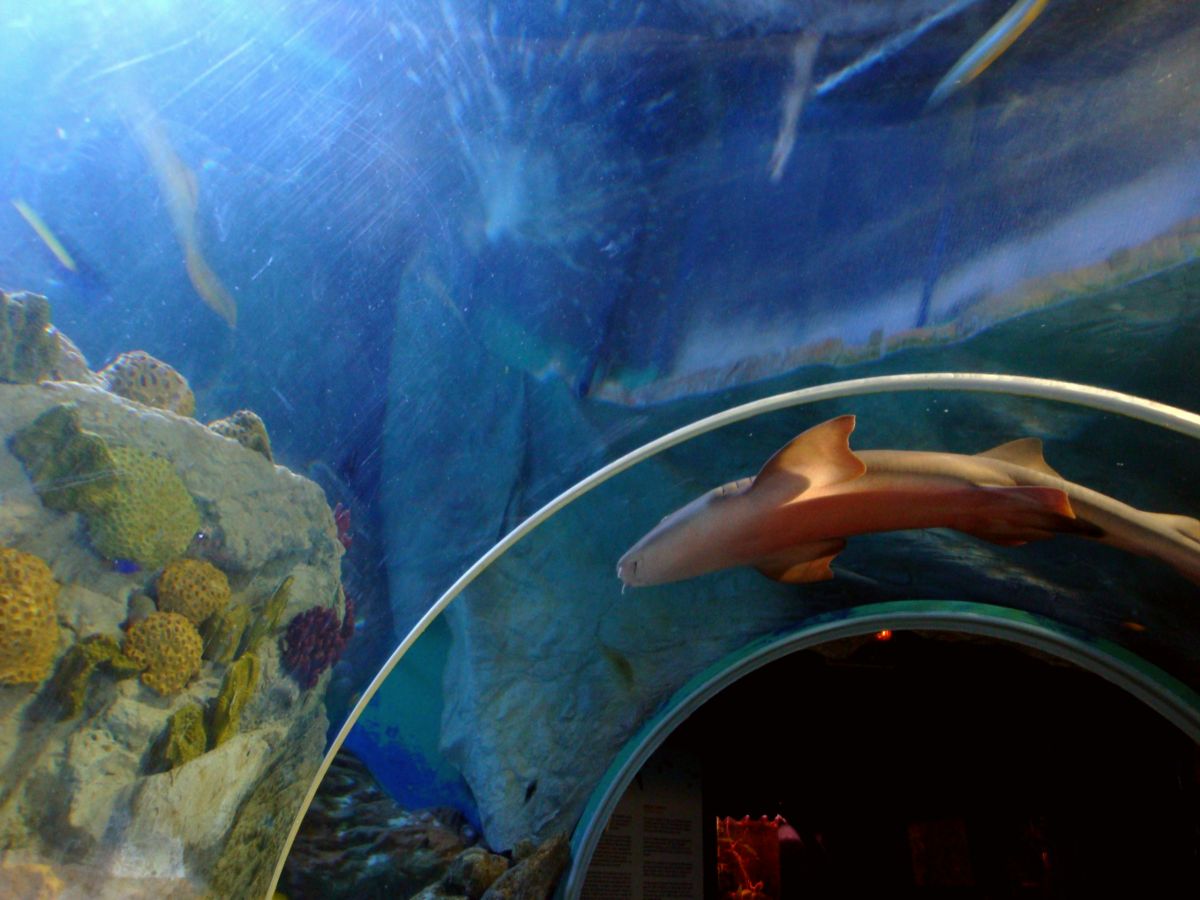 Sea Life Benalmádena