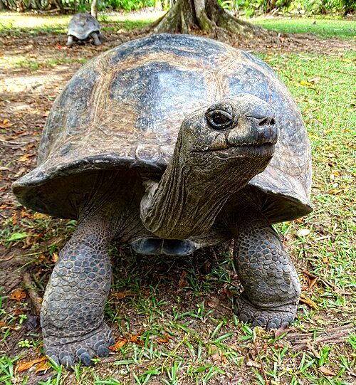 The giant tortoise of Aldabra