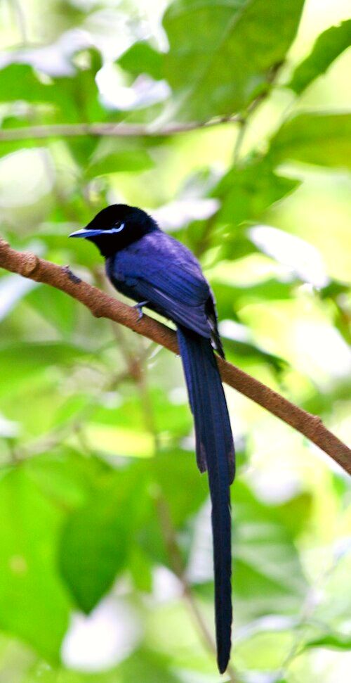 The rare Seychelles paradise flycatcher