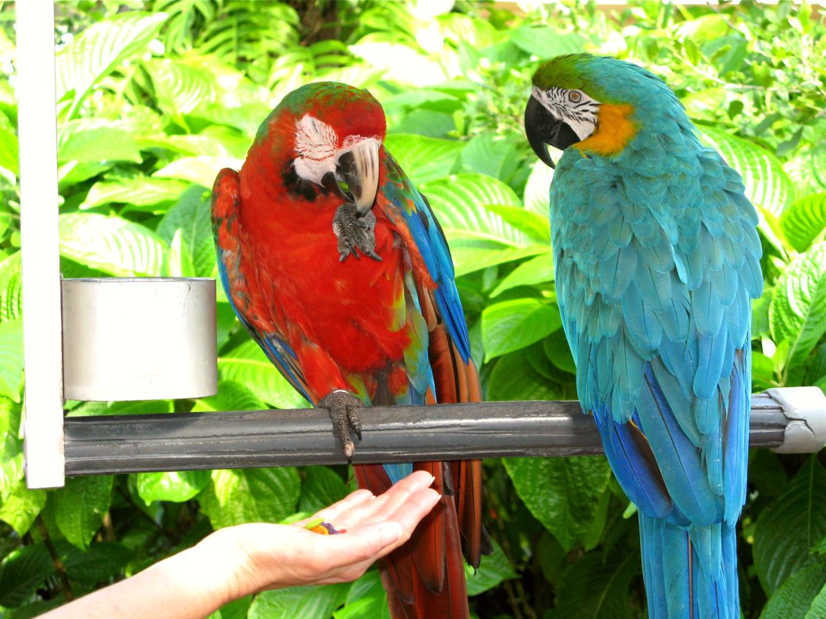 Jungle Island