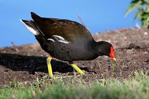 The common moorhen (walikukulhu) is a bird natively confined to Fuvahmulah only in the Maldives.