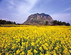 Jeju Island