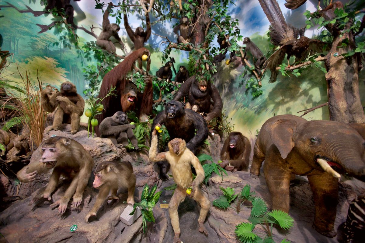Rahmat International Wildlife Museum