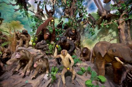 Rahmat International Wildlife Museum