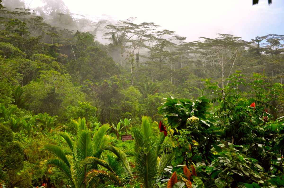 Manusela National Park