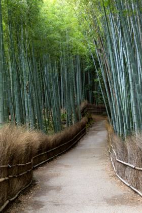 Arashiyama-Bambuswald