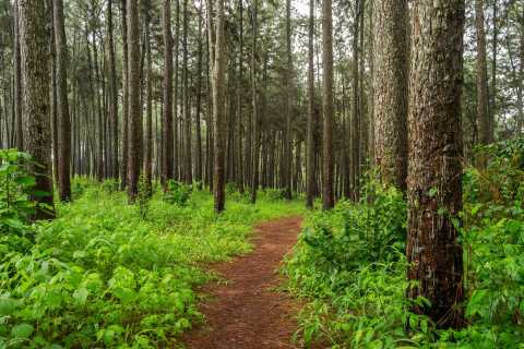 Ngwo Pine Forest
