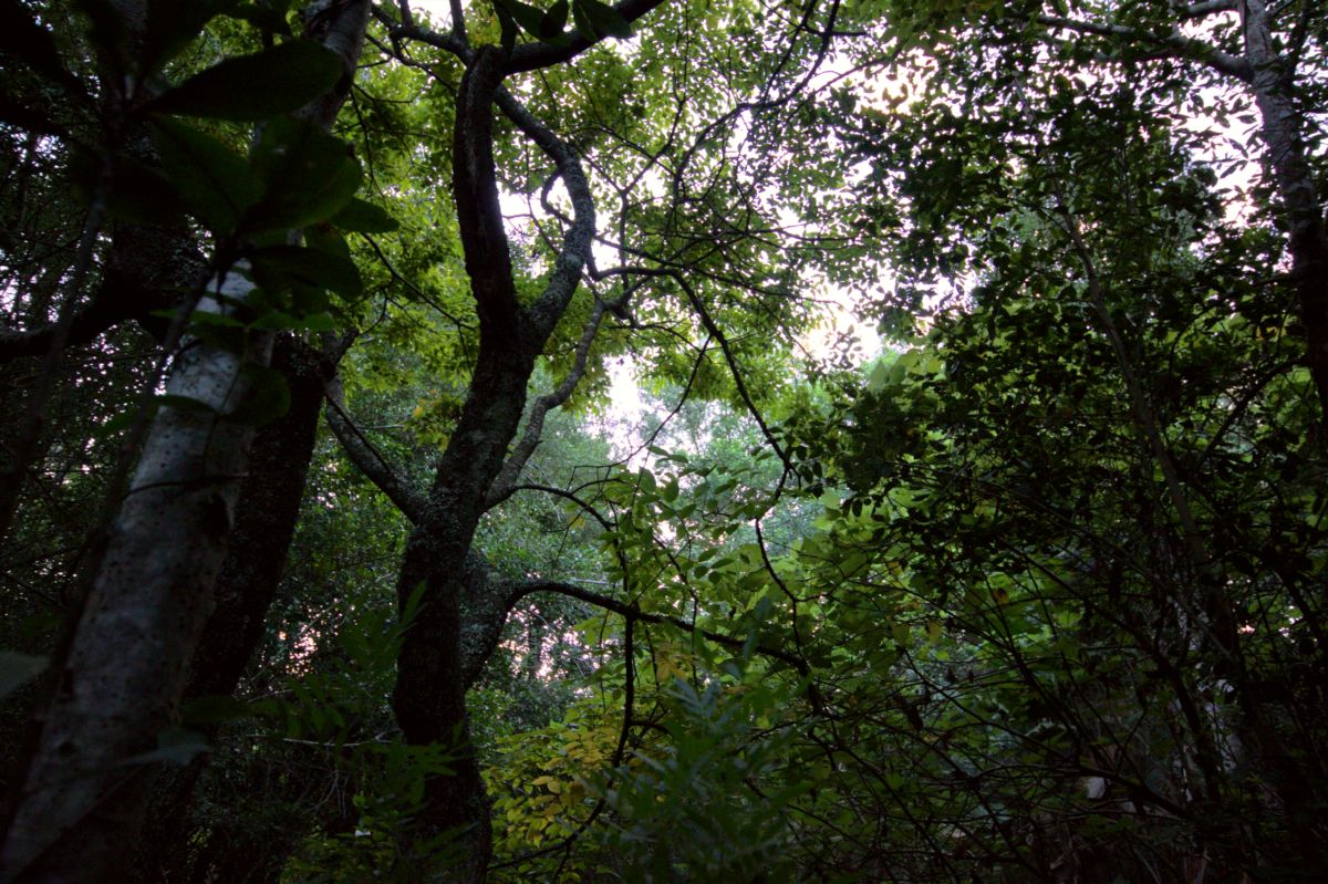 Pledge Nature Reserve