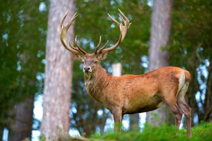 Red Deer