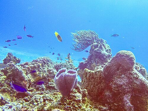 Coral reefs and marine life in Arrecifes de Cozumel National Park