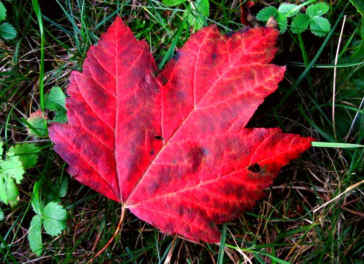 Lokale Traditionen - Revelstoke