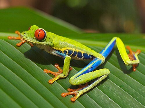 Costa Rica's biodiversity is an asset for ecotourism. Shown a notable frog species, the Red-eyed Tree Frog.