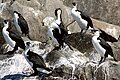 Bruny Island